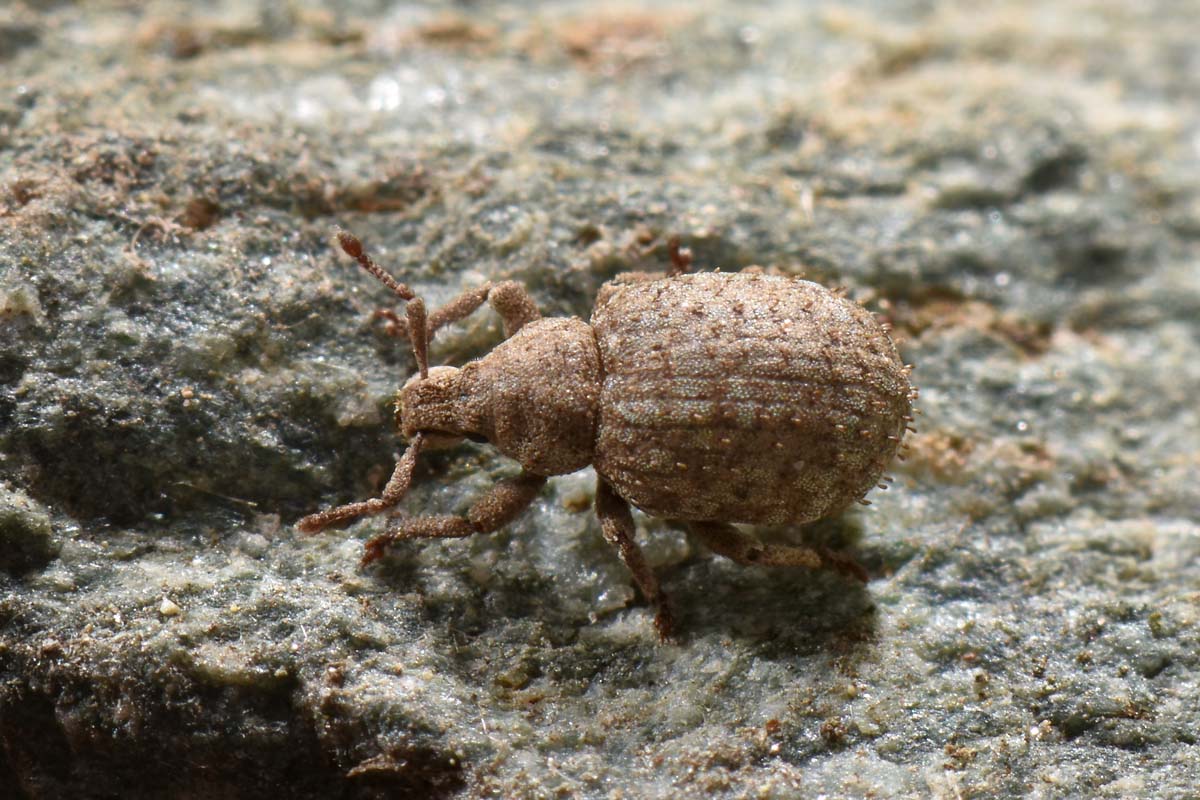 Curculionidae: Romualdius angustisetulus?   S !
